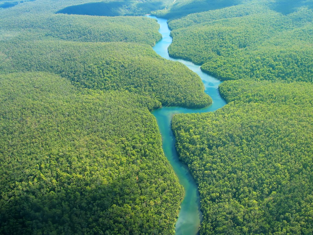 La forêt d'Amazonie, trésor de la biodiversité terrestre | Chaki
