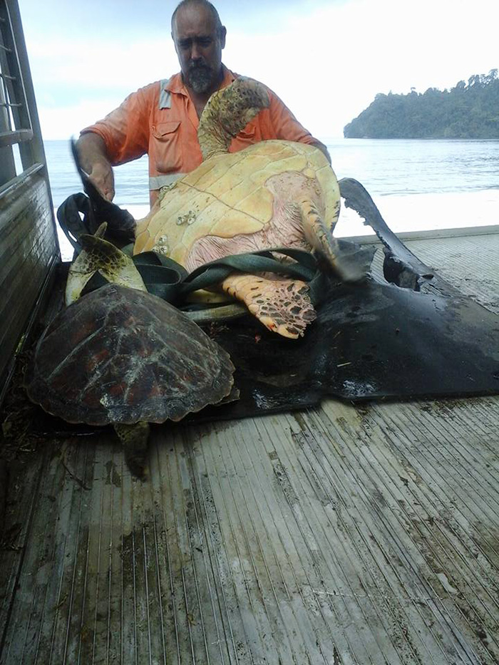Un homme achète deux tortues sur un marché local pour les remettre à la mer homme-sauve-deux-tortues-3 