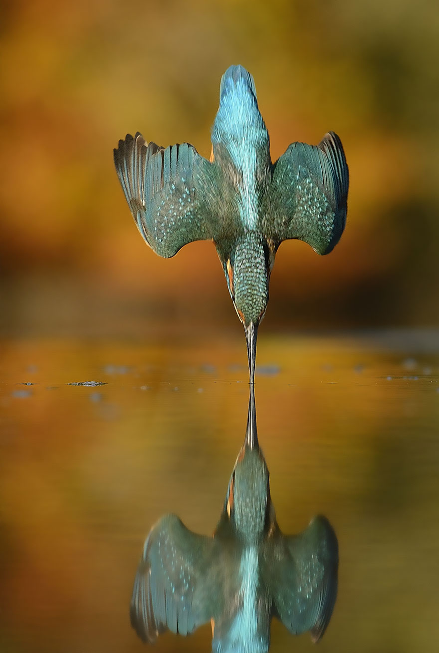 Ce photographe capture LA photo parfaite d'un martin-pêcheur photo-parfaite-martin-pecheur-3 